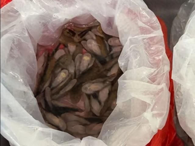 深圳海关查获的平鳍鳅科鱼