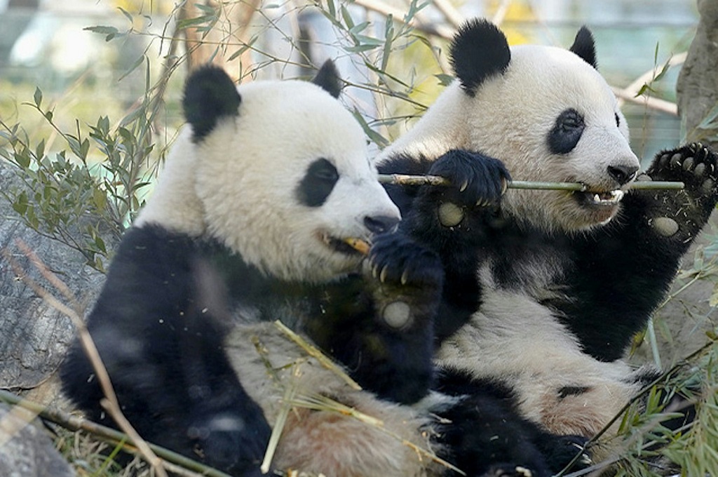 大熊猫“晓晓”和“蕾蕾”